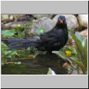 Turdus merula - Amsel m11.jpg